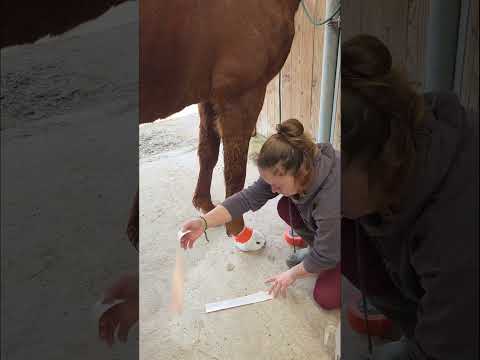 j'espère que c'est ça 🤞 #chevaux #cheval #horse