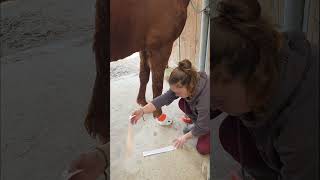 j'espère que c'est ça 🤞 #chevaux #cheval #horse