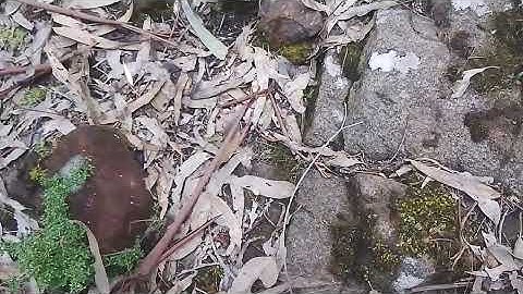 #MUDFOSSIL Giant Turtle 1🐢