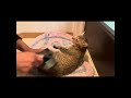 ルナちゃん、ずいぶん猫らしくなってきました。 #保護猫 #ルナ