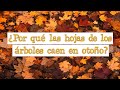 🍂 ¿Por qué las hojas de los árboles se caen en otoño? 🍂 [Fácil y Rápido] | BIOLOGÍA |