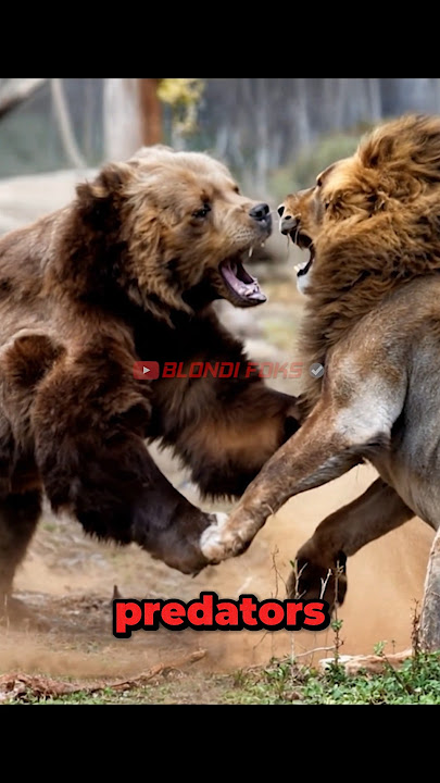 Bear VS Lion Meet in The Wild! #bear #grizzlybear #lion
