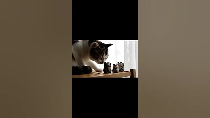 Video 11643451: japanese bobtail cat, cat gently, cat pure