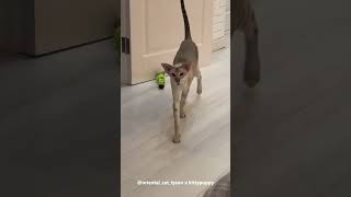 Tyson is Walking Likes a Model : Oriental Shorthair Cat #shorts