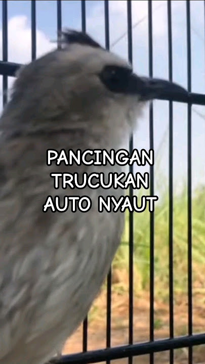 Pancingan Trucukan Betina Suara memanggil Kawan #shorts #shortsfeed #shortsvideo #shortsburung #bird