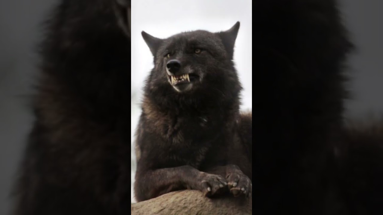 ʙʟᴀᴄᴋ ᴡᴏʟᴠᴇs ᴀʀᴇ ʙᴇsᴛ 🐺 { #wolf #blackwolf #therian #theriotype }