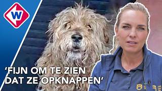 Nadine helpt elke dag slecht verzorgde dieren