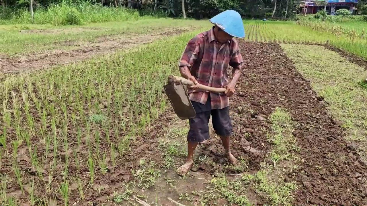 A SMART FARMER'S IDEA TO TURN COMPACT SOIL WITH SIMPLE TRADITIONAL TOOLS - Agriculture Farming