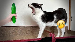 😅😅 New Funny Cats and Dogs Videos 😂❤️ Best Funniest Animals Video 2024 #17