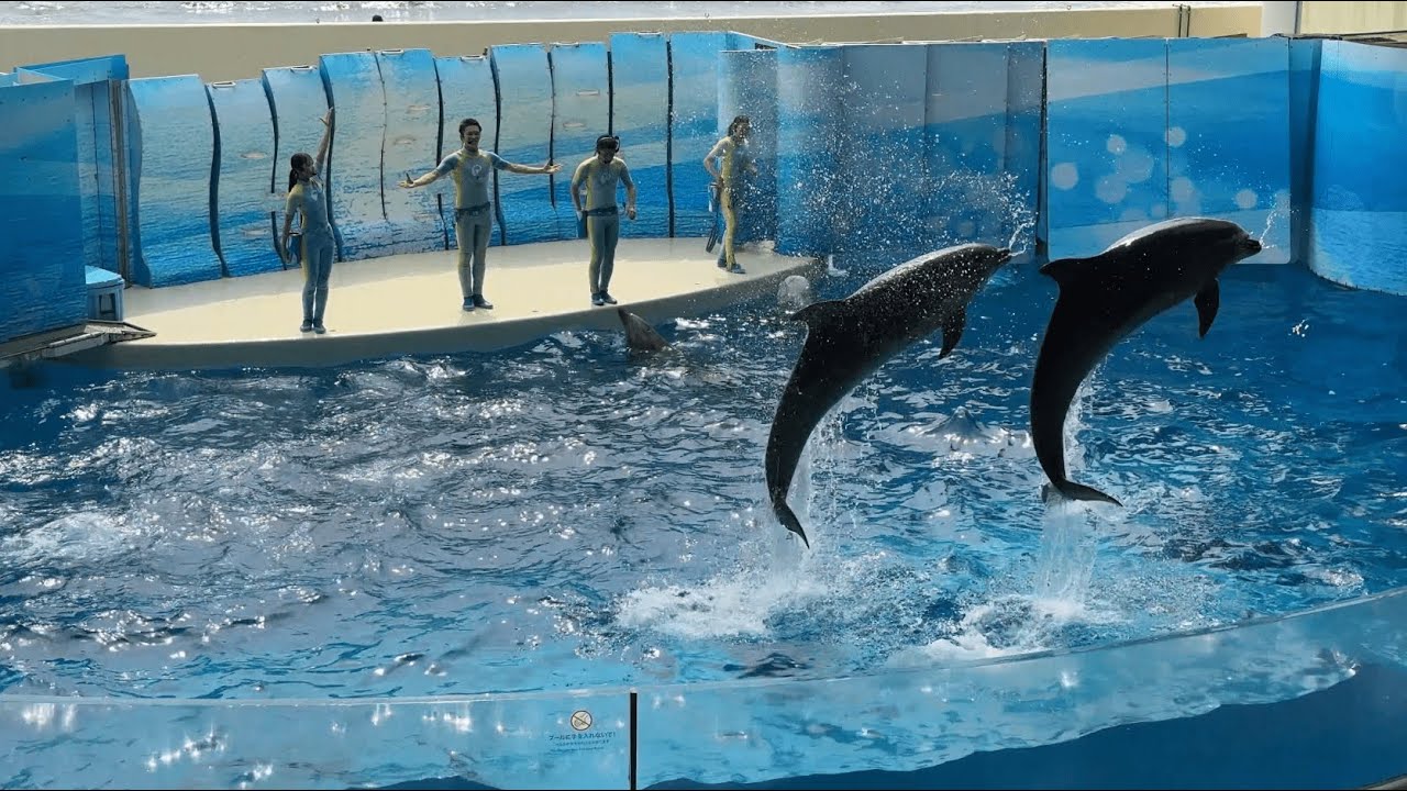 イルカ　ソイネショップ 新江ノ島水族館 えのすい イルカショー 