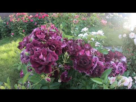 Video: Atrakcije U Bernu: Rose Garden