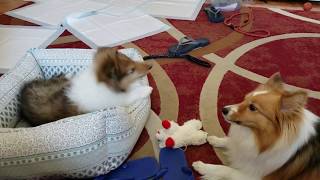 Sheltie and rough collie Sheltie Vs Rough Collie