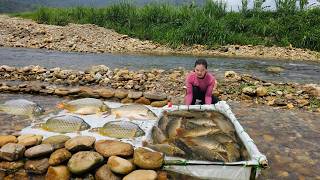 The girl made a fish trap using only a white tarp and unexpectedly caught a large haul of carp.