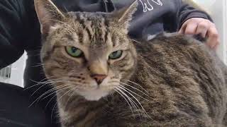 Meet Phoenix a Domestic Shorthair currently available for adoption! 2/7/2025 12:03:06 PM