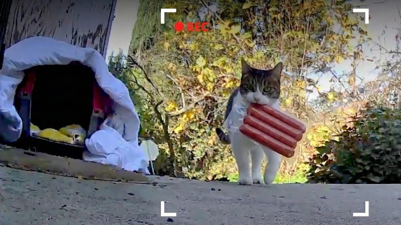 When Your Cat Loves Stealing 🤣