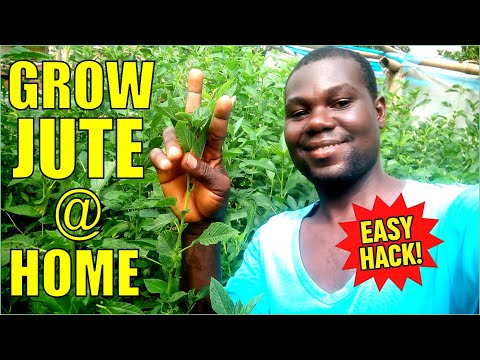 How Long Does Jute Take To Grow