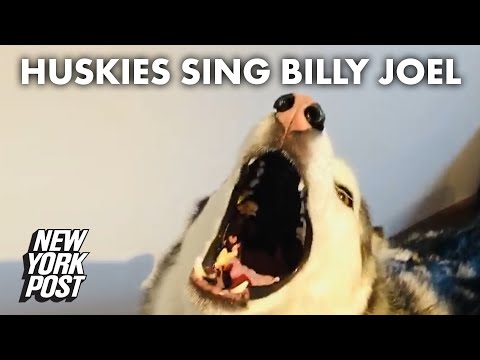 Huskies hilariously howl to Billy Joel's 'Piano Man' | New York Post