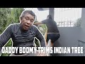 DADDY BOOMY TRIMS INDIAN TREE | DADDY BOOMY VLOG #16