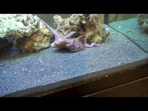 my pet octopus playing/eating