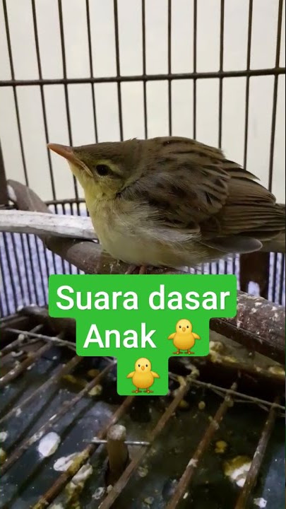CUCAK KORENG || SUARA DASAR #shorts #canary #bubupatiand
