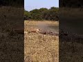 Warthog Escapes a Lion Hunt 😳🐗🦁 | Incredible Getaway Tags#lion #lions #warthog #wildlife