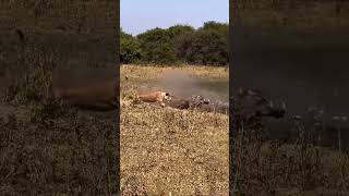 Warthog Escapes a Lion Hunt 😳🐗🦁 | Incredible Getaway Tags#lion #lions #warthog #wildlife