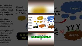 Immunoglobulin E Production: Mast Cell Secrets Revealed! #shorts
