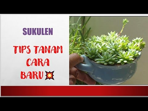 Video: Komposisi Succulents (33 Foto): Kebun Mini Kaktus. Bagaimana Membuat Taman Dalam Satu Periuk? Bagaimana Membuat Komposisi Tahun Baru Dalam Gelas?