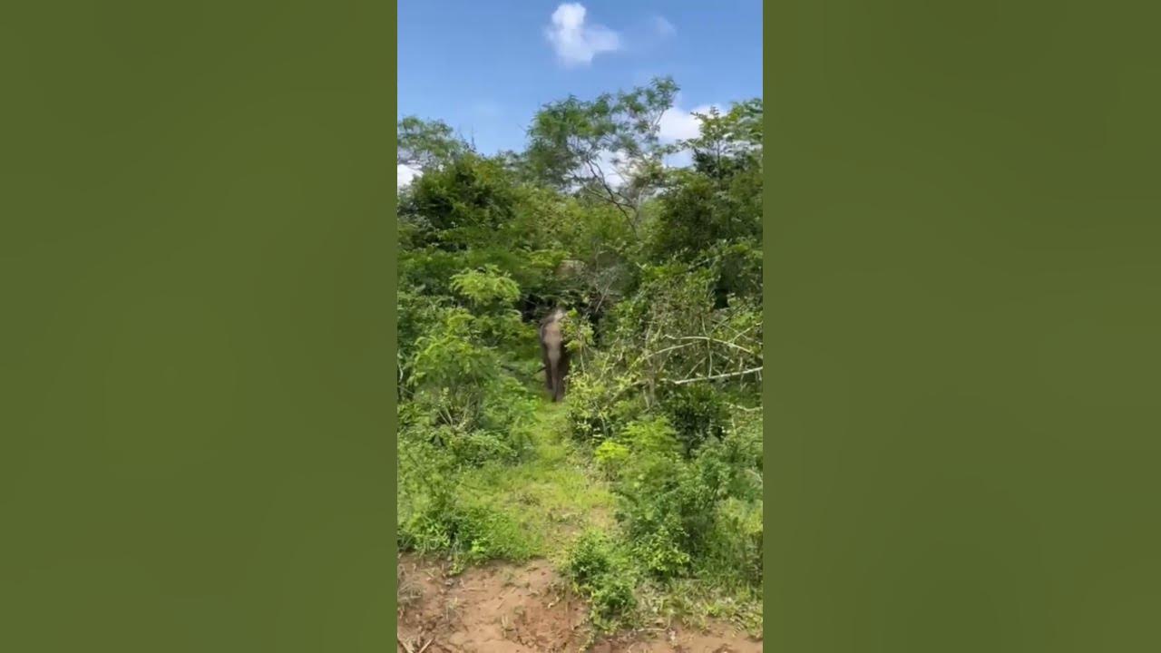 Very close elephant encounter! #elephant#safari#wildlife#elephantlover