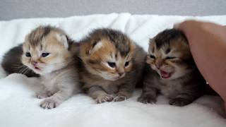 Cute kitten siblings pushing and shoving each other