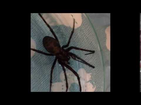 Video: Gigantisk Edderkopp - Eventyr Eller Virkelighet - Alternativ Visning