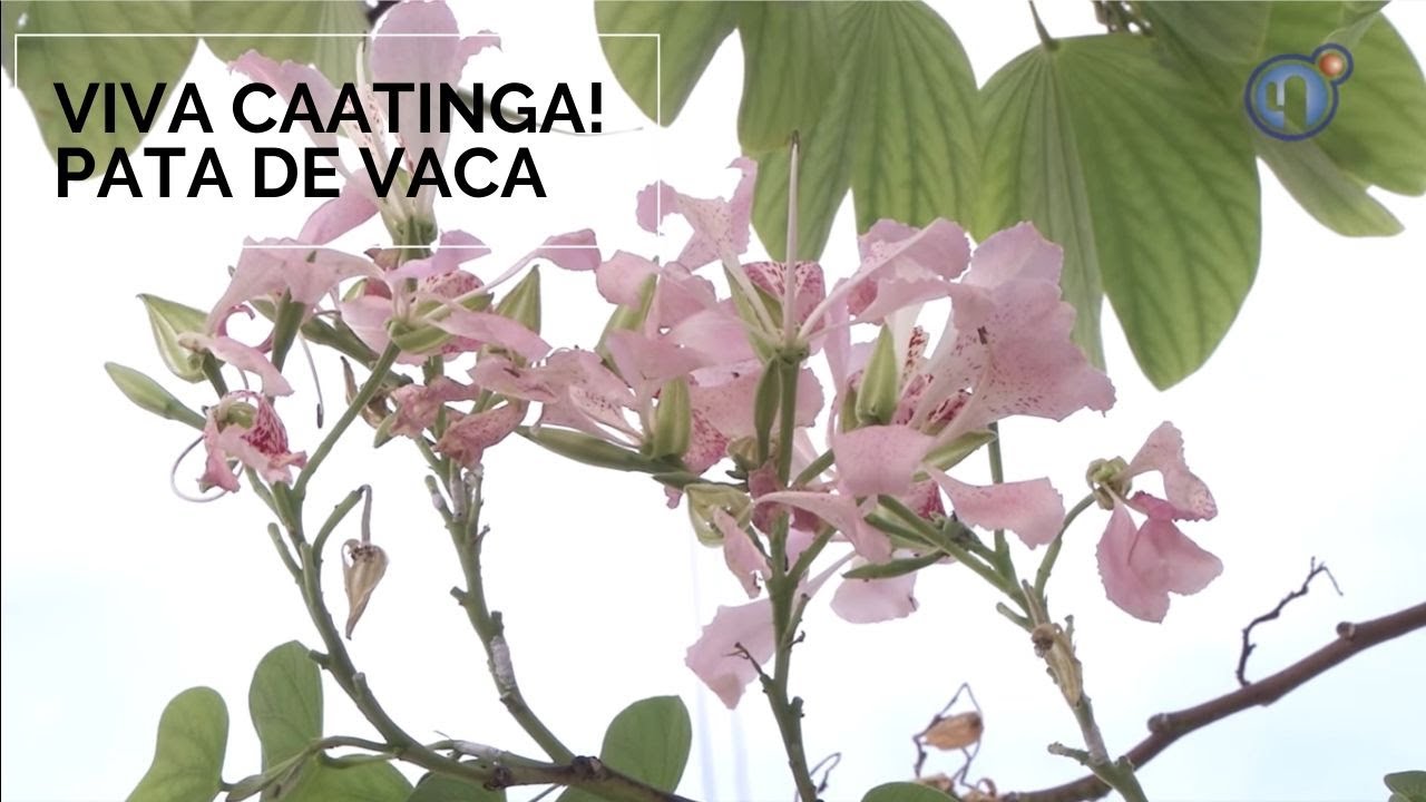 Viva Caatinga! Pata de Vaca