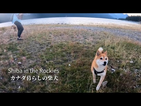 誰よりも早く熊の気配を察知して飼い主に危険を知らせる柴犬【4K】
