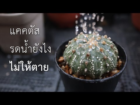 วีดีโอ: รดน้ำต้นกระบองเพชร - วิธีการรดน้ำต้นกระบองเพชรภายในและภายนอก