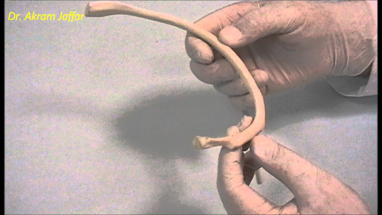 Остеология грудной клетки: ребра и реберные хрящи