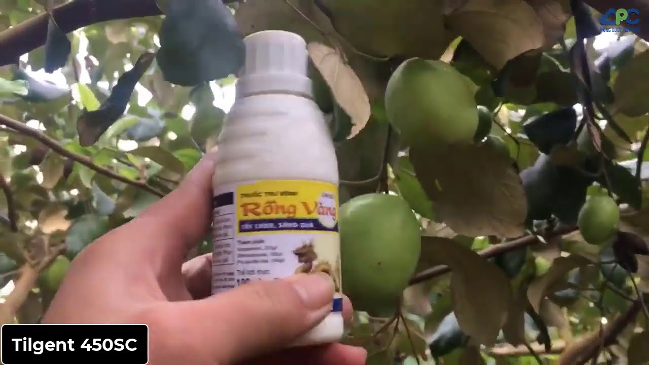 Cây táo - Bắc Ninh - Mốc sương, phấn trắng - Tilgent 450SC - 100920