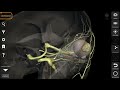 Nervio olfatorio neuroanatomia 3d