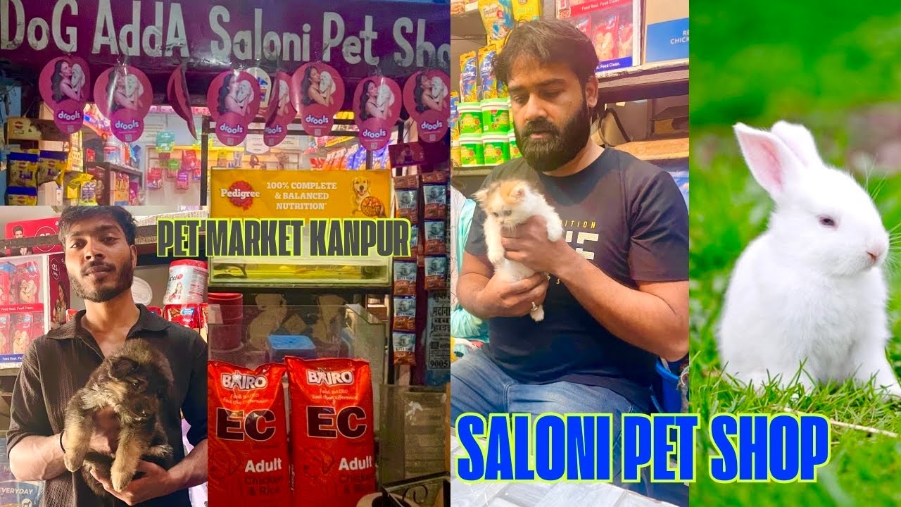 White Parscion Cat Available | German shepherd Pups | Cute Rabbit kanpur | Guinea pig kanpur Mai 