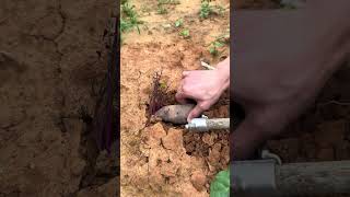 ST 79000509 mini rotary tillage and ridging all-in one tree 🌴