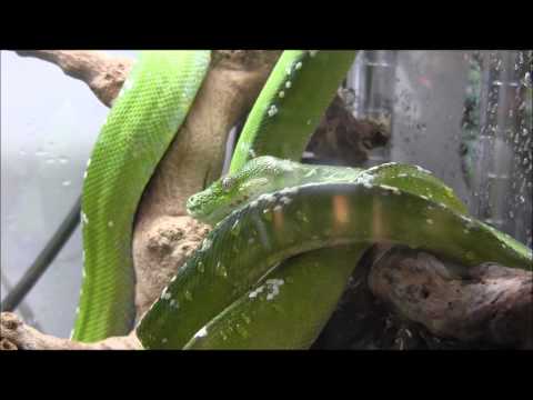 Adult Aru Green Tree Pythons