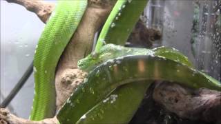 Adult Aru Green Tree Pythons