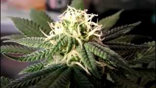 Growing Medical Marijuana 9