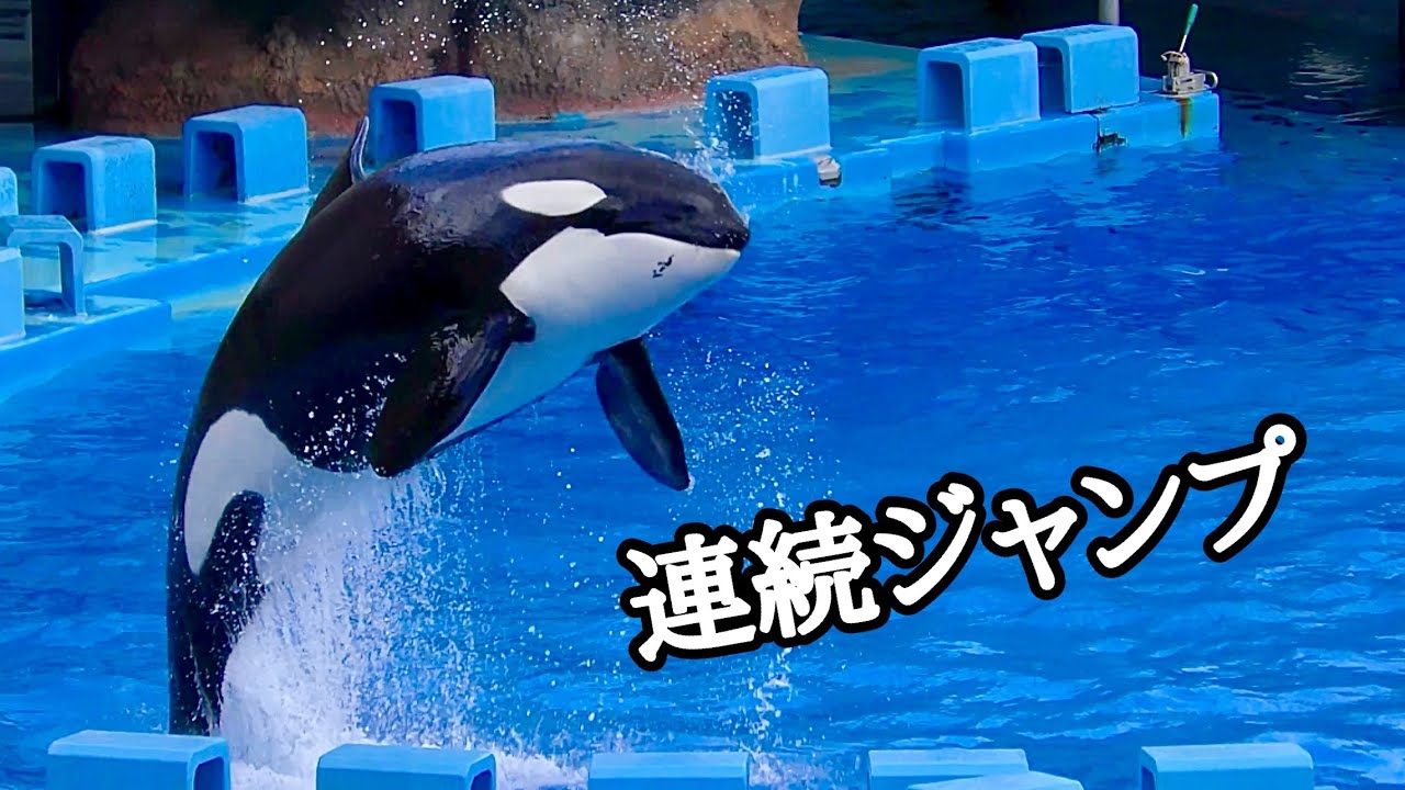 Killer whale Lynn-chan performs a series of jumps at Nagoya Port