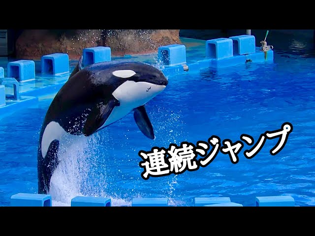 Killer whale Lynn-chan performs a series of jumps at Nagoya Port