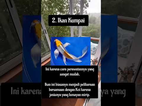 5 Rekomendasi Ikan