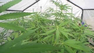 Outdoor Cannabis Grow week 13 at Lucas Gardens