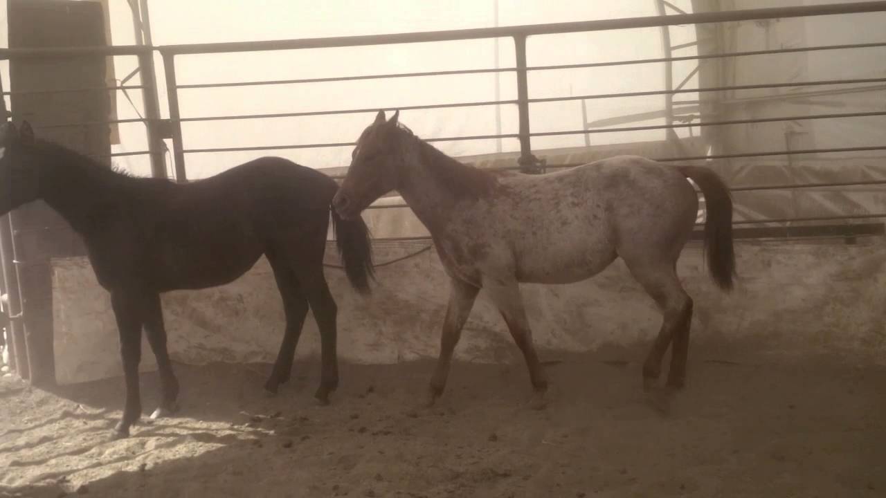 7 2015 foal crop McKenzie Quarter Horses