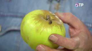 видео Зимние сорта яблонь: виды, названия, особенности и характеристики, советы садоводов по выращиванию и уходу за деревьями