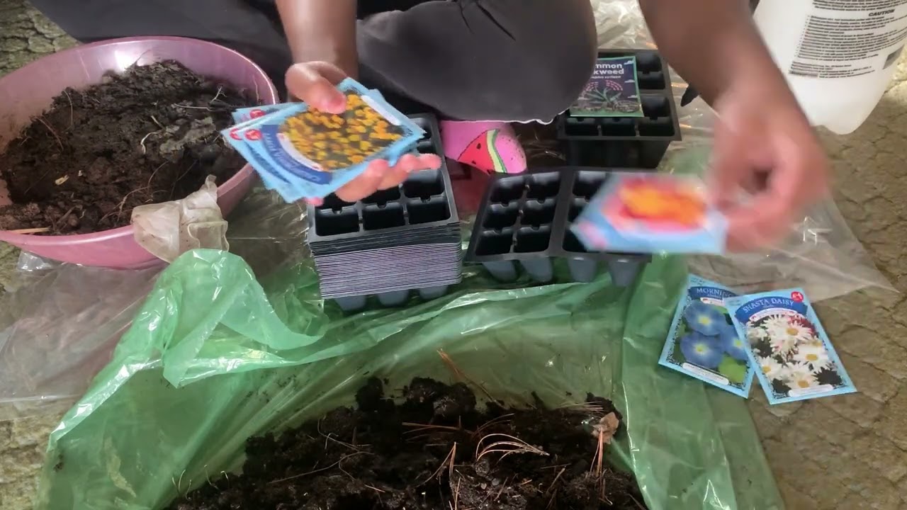 A germinar flores, semillas dollar tree/ Flower seeds from dollar tree