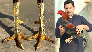 میرے فارم مین بریڈر مرغا 